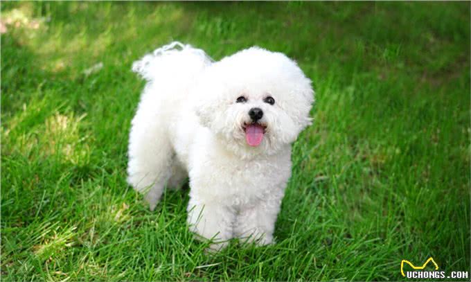 比熊犬的训练之道!如何让比熊变得乖巧听话!