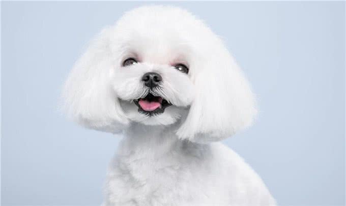 比熊犬的训练之道!如何让比熊变得乖巧听话!