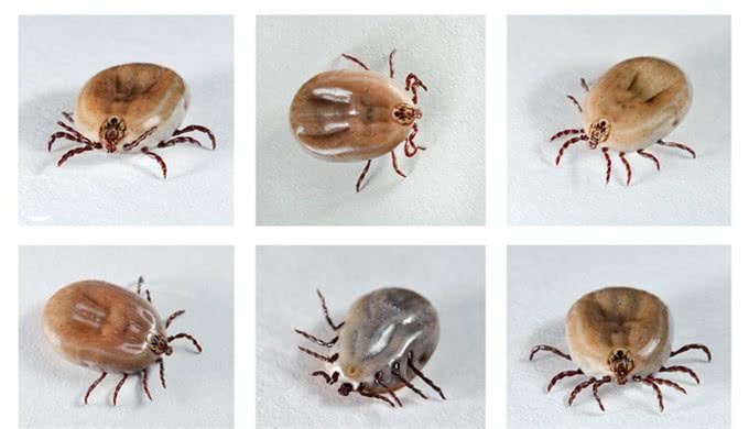 夏天，狗狗和铲屎官遇到蜱虫怎么办?