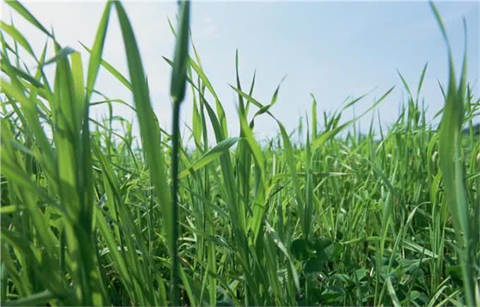 夏天，狗狗和铲屎官遇到蜱虫怎么办?