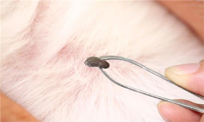 夏天，狗狗和铲屎官遇到蜱虫怎么办?