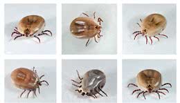 夏天，狗狗和铲屎官遇到蜱虫怎么办?