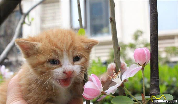 为什么这么多人养黄狸猫?养了才知道，捡到个宝贝了