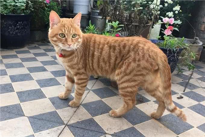 为什么这么多人养黄狸猫?养了才知道，捡到个宝贝了