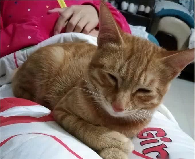 为什么这么多人养黄狸猫?养了才知道，捡到个宝贝了