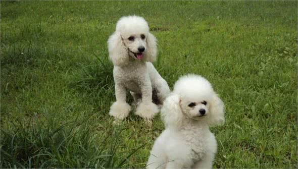 巨型贵宾犬的喂养小常识