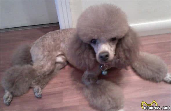 巨型贵宾犬的喂养小常识