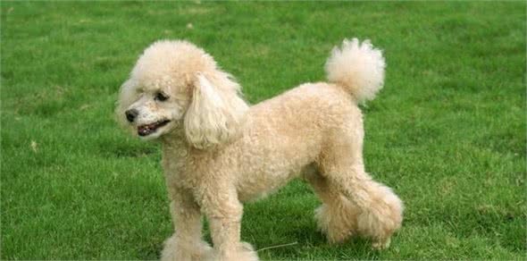 巨型贵宾犬的喂养小常识