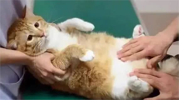 宠物知识:快速了解宠物肝损伤与肝炎的治疗与预防指南