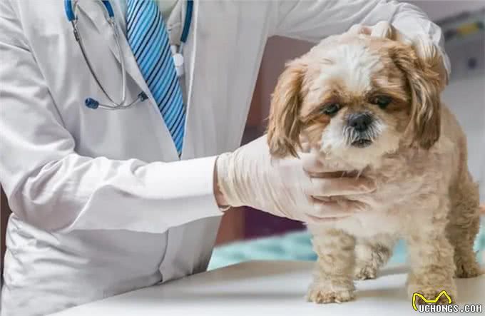 宠物知识:快速了解宠物肝损伤与肝炎的治疗与预防指南