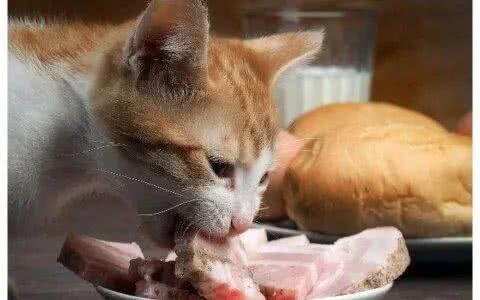 宠物知识:快速了解宠物肝损伤与肝炎的治疗与预防指南