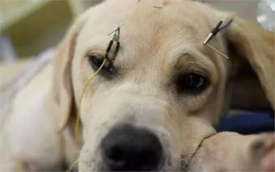 宠物知识:快速了解宠物肝损伤与肝炎的治疗与预防指南