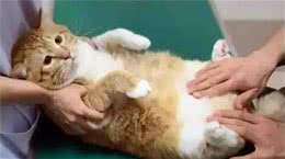 宠物知识:快速了解宠物肝损伤与肝炎的治疗与预防指南