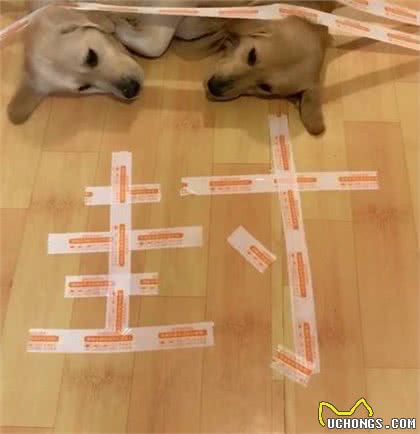 两只金毛打架惹恼主人，随即将其封印，网友:这方法好!