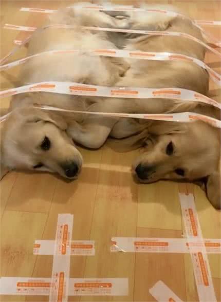 两只金毛打架惹恼主人，随即将其封印，网友:这方法好!