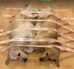 两只金毛打架惹恼主人，随即将其封印，网友:这方法好!