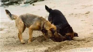 宠物狗爱刨地怎么办?告诉你三个小办法