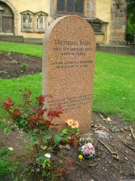 英国流浪犬Bobby守墓14年只为感谢一顿饭