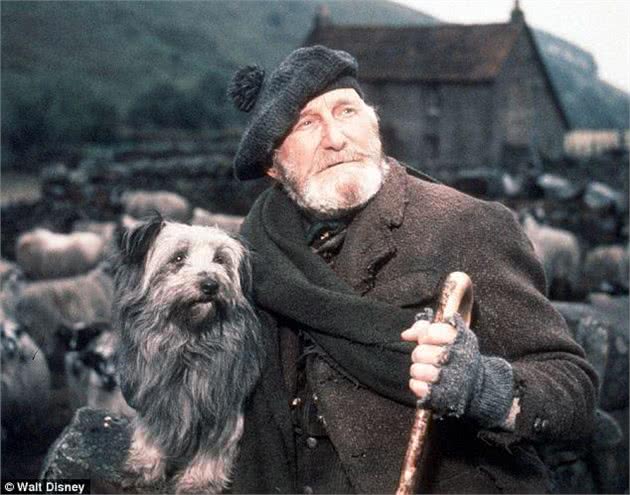 英国流浪犬Bobby守墓14年只为感谢一顿饭