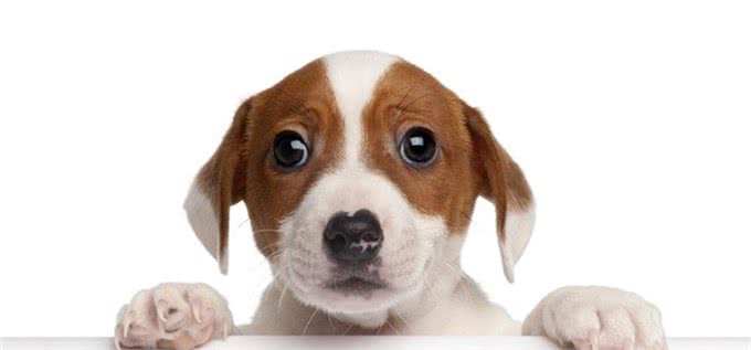 有狗狗来新家啦?做到这些才能让它更愉快的到来~