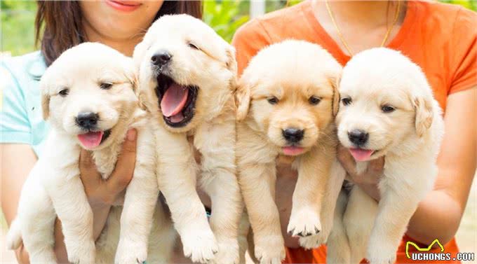 有狗狗来新家啦?做到这些才能让它更愉快的到来~