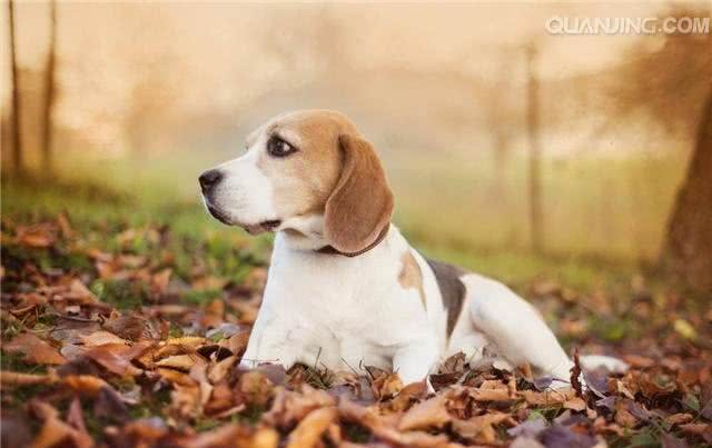 有狗狗来新家啦?做到这些才能让它更愉快的到来~