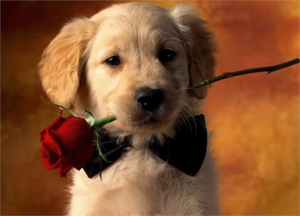 有狗狗来新家啦?做到这些才能让它更愉快的到来~