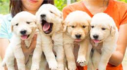 有狗狗来新家啦?做到这些才能让它更愉快的到来~