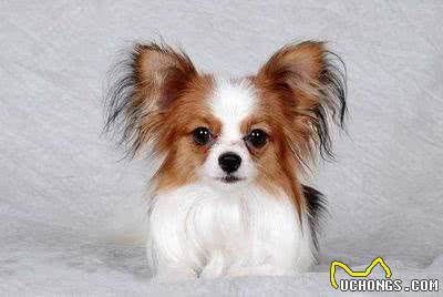 狗狗智商排名前十竟是它们!文末乱入一只小可爱