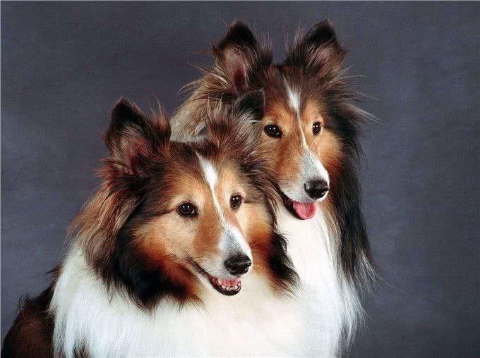 狗狗智商排名前十竟是它们!文末乱入一只小可爱