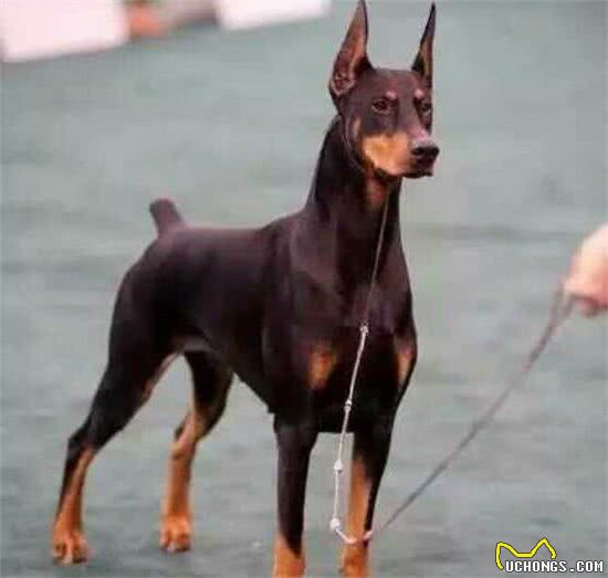 狗狗智商排名前十竟是它们!文末乱入一只小可爱