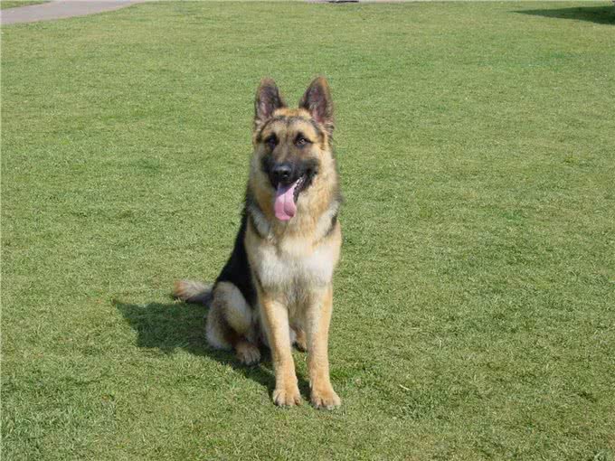 狗狗智商排名前十竟是它们!文末乱入一只小可爱