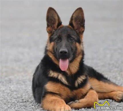 德牧幼犬的挑选，性格、胆量和依恋性的检查