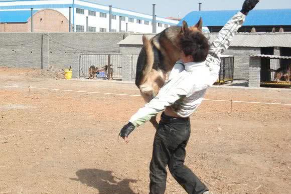 德牧幼犬的挑选，性格、胆量和依恋性的检查