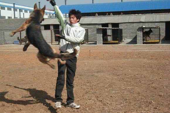 德牧幼犬的挑选，性格、胆量和依恋性的检查