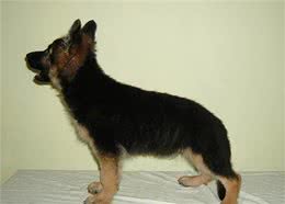 德牧幼犬的挑选，性格、胆量和依恋性的检查