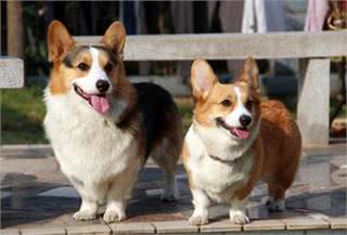 英国田园犬机灵可爱的威尔士柯基