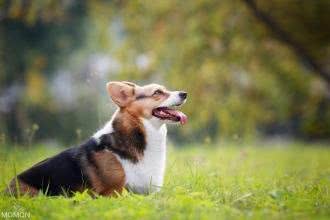 英国田园犬机灵可爱的威尔士柯基