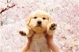 影响金毛犬毛发好坏的因素