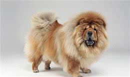 松狮犬是西藏的古老犬种吗?