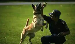 6个坏习惯，狗狗喂养要不得!