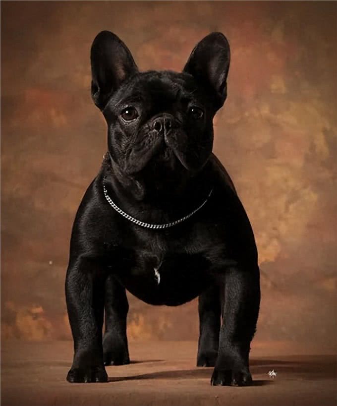 深度解析!欧美社媒热门犬类品种背后的秘密