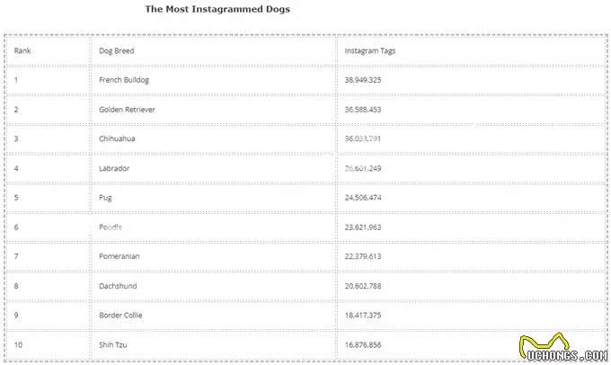 深度解析!欧美社媒热门犬类品种背后的秘密
