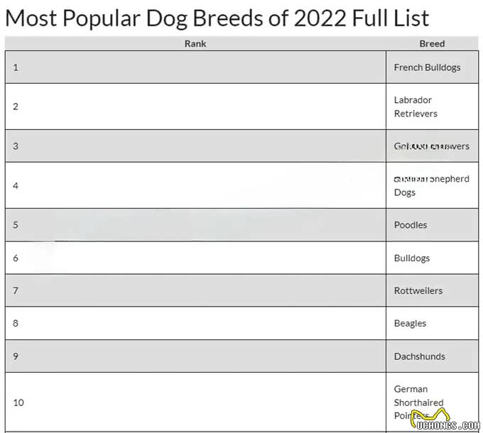 深度解析!欧美社媒热门犬类品种背后的秘密
