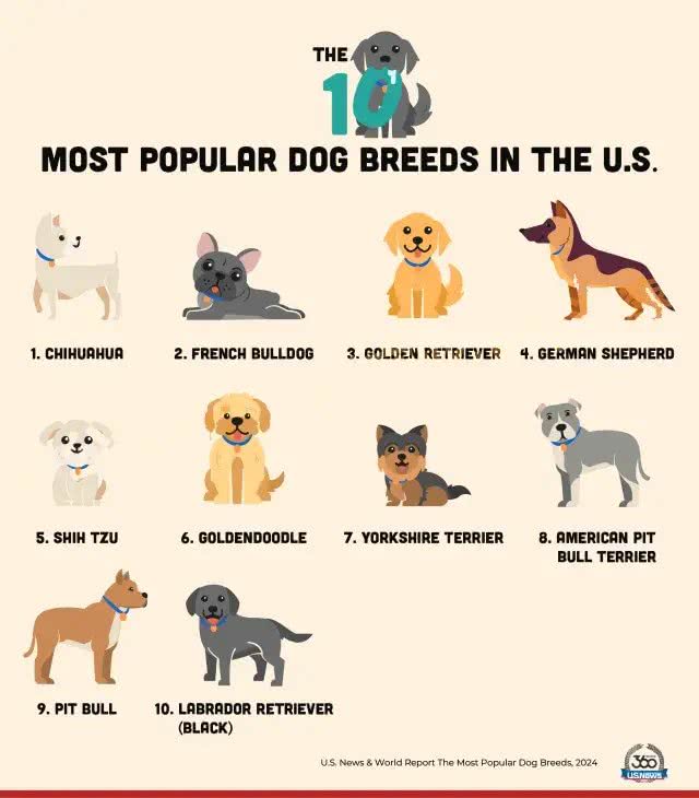 深度解析!欧美社媒热门犬类品种背后的秘密