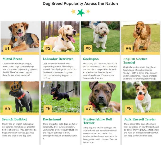 深度解析!欧美社媒热门犬类品种背后的秘密