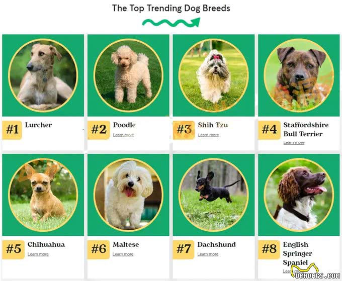 深度解析!欧美社媒热门犬类品种背后的秘密