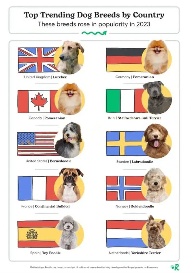 深度解析!欧美社媒热门犬类品种背后的秘密