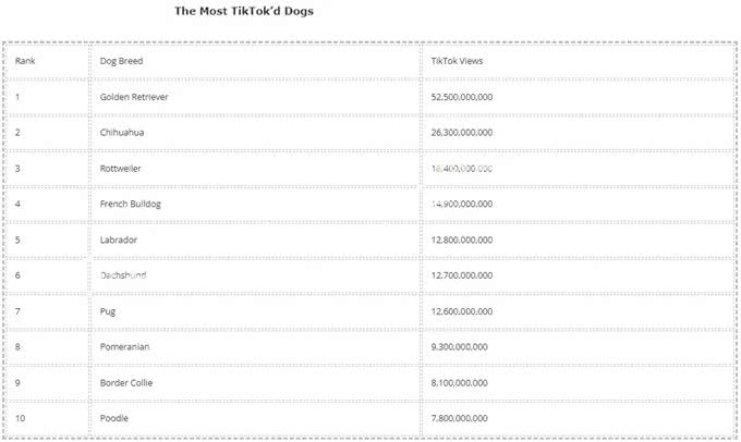深度解析!欧美社媒热门犬类品种背后的秘密