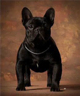 深度解析!欧美社媒热门犬类品种背后的秘密